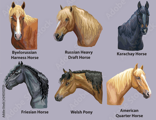 Set of portraits of horses breeds 2