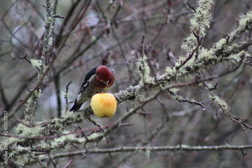 Red Headed Sapsucker 10