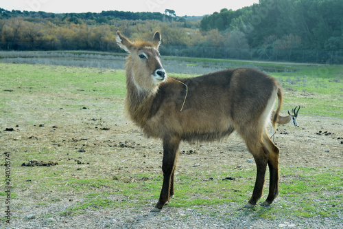 Canvas Print Antilope waterbuck