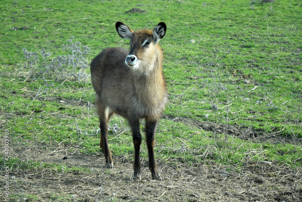 Antilope waterbuck Antilope waterbuck