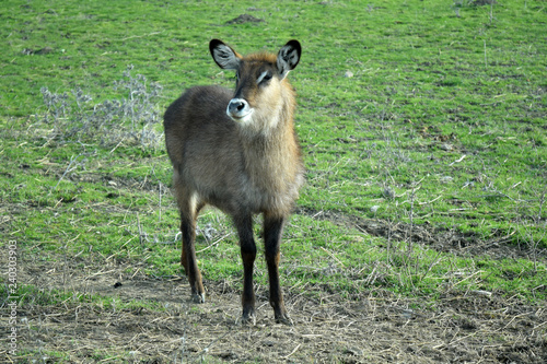 Canvas Print Antilope waterbuck