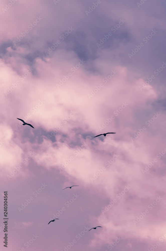 Free Flying Seagulls