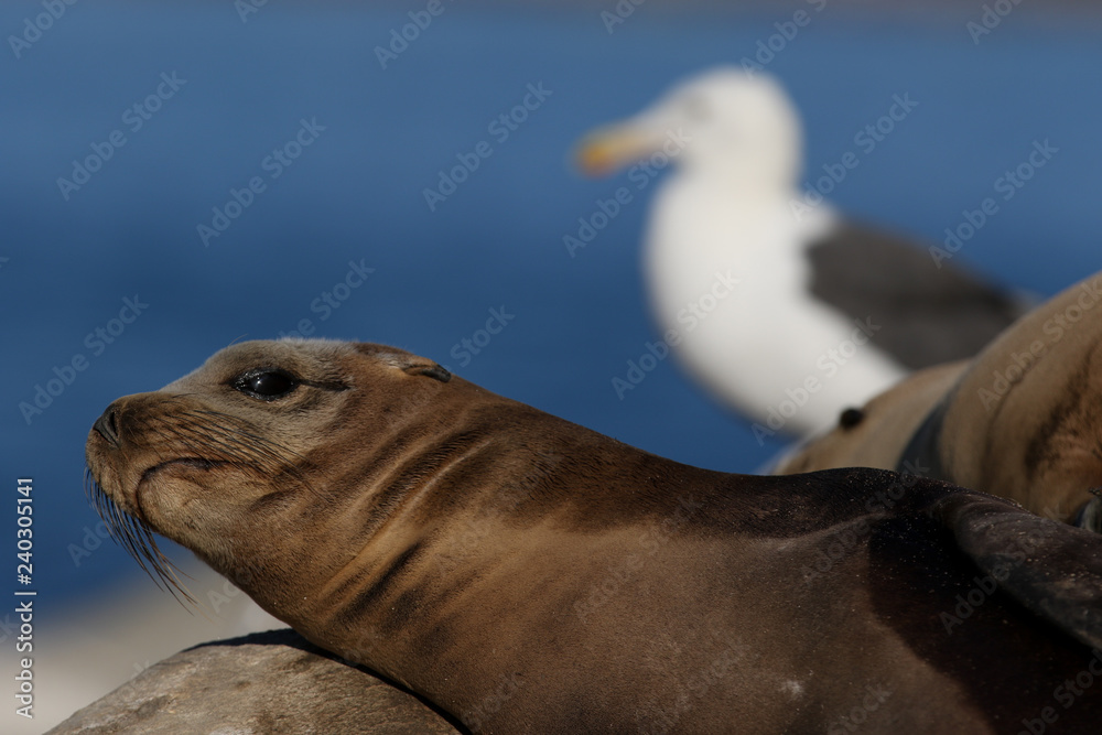 Fototapeta premium California Sea Lion with a Seagull in the background on the beach in San Diego