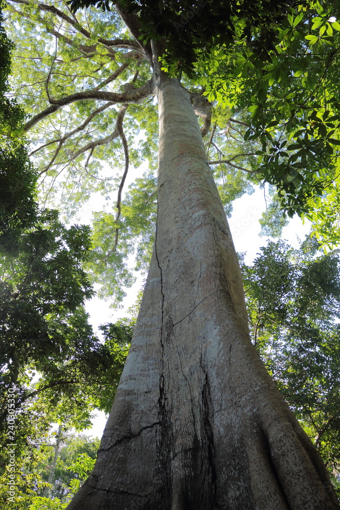 Fototapeta premium Sumauma Tree, typical amazon tree, located in Brazil