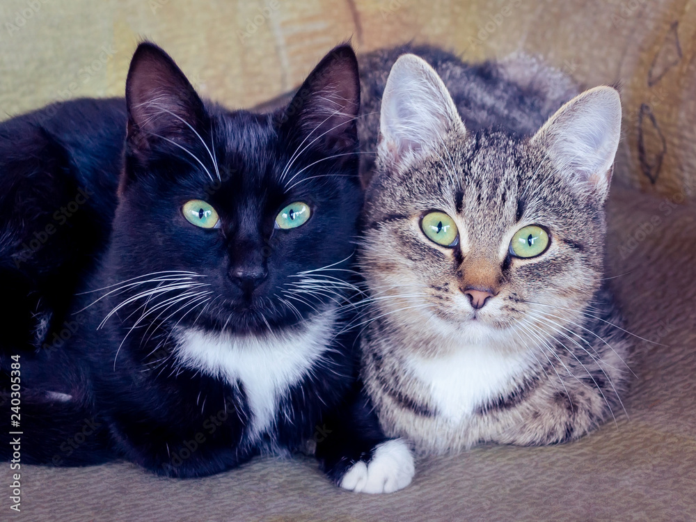 Two cute kitties, black and gray with stripes, with green eyes are lying on the chair and carefully looking forward