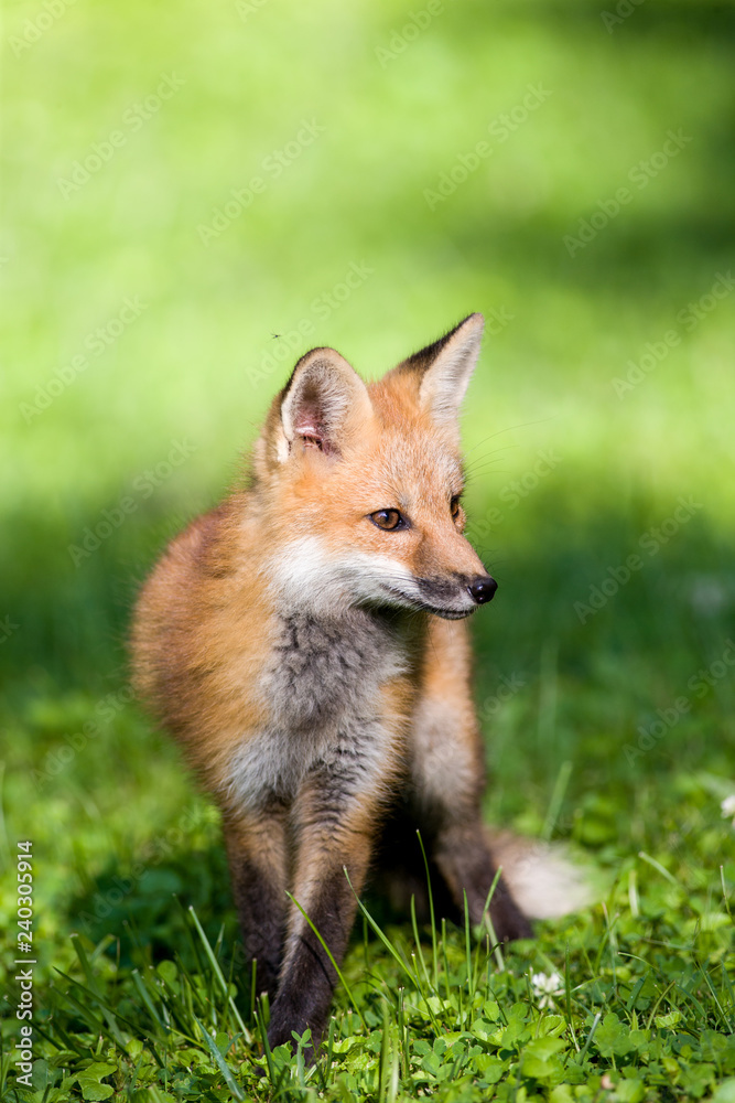 Fox play Fox play