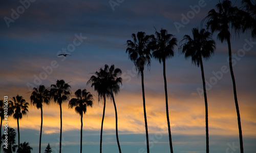 Silhouette of palm trees at sunset on the beach in La Jolla California