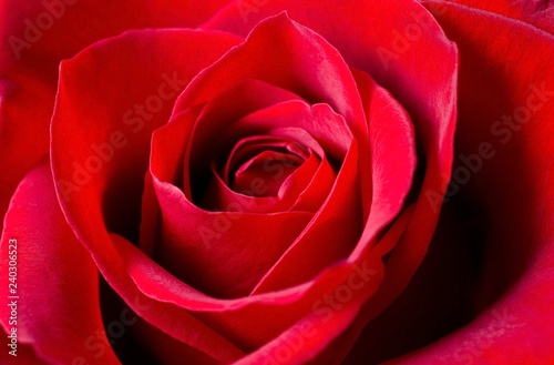 Red Rose 