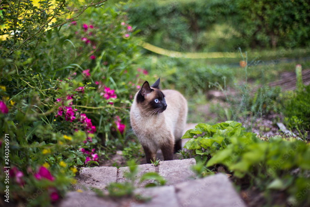 Obraz premium a cat with a black face goes up the stairs among the roses. Free-range cat. Domestic cat on the street.