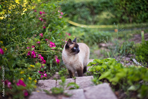 Fototapeta Naklejka Na Ścianę i Meble -  a cat with a black face goes up the stairs among the roses. Free-range cat. Domestic cat on the street.