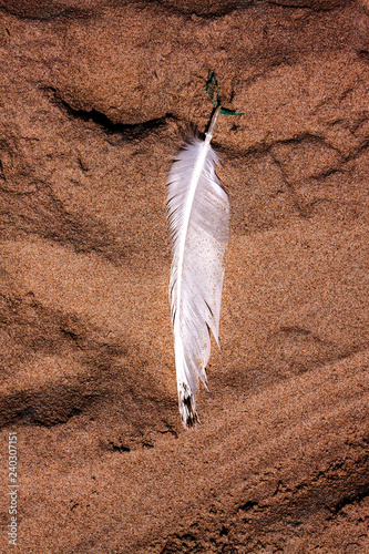 PLUMA DE AVE CAIDA SOBRE LA ARENA DE PLAYA photo