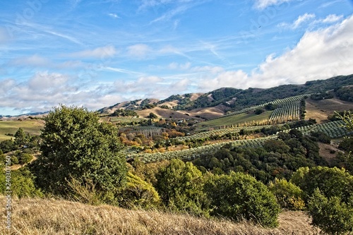 Marin County open space and beautiful hills. An Olive plantation between Sonoma and Marin County