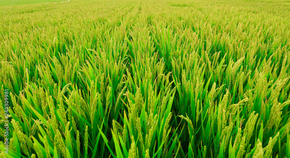 Rice paddies Rice paddies