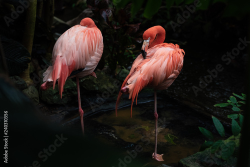 Two Pink Flamingos