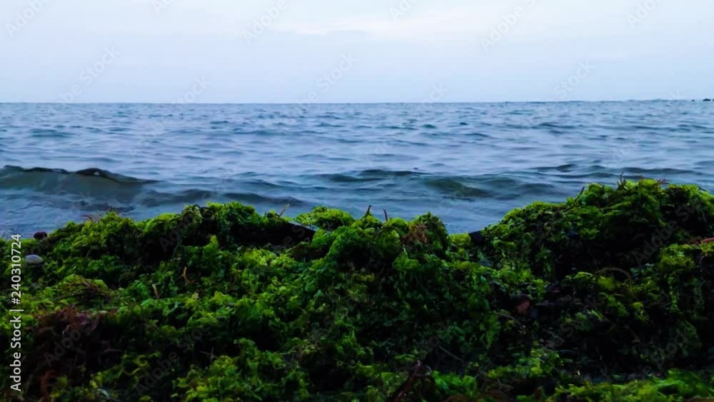 Sea Moss Plants Stranded By The Beach Seawater Waves At Umeanyar Beach, North Bali, Indonesia Sea Moss Plants Stranded By The Beach Seawater Waves At Umeanyar Beach, North Bali, Indonesia