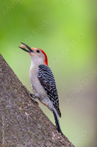 Red-Bekkied Woodpecker