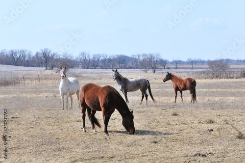 Four Horses © StevertS