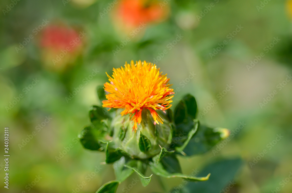 紅花 紅花