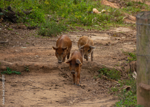 3 little pigs are farmed in cuba © Fernando