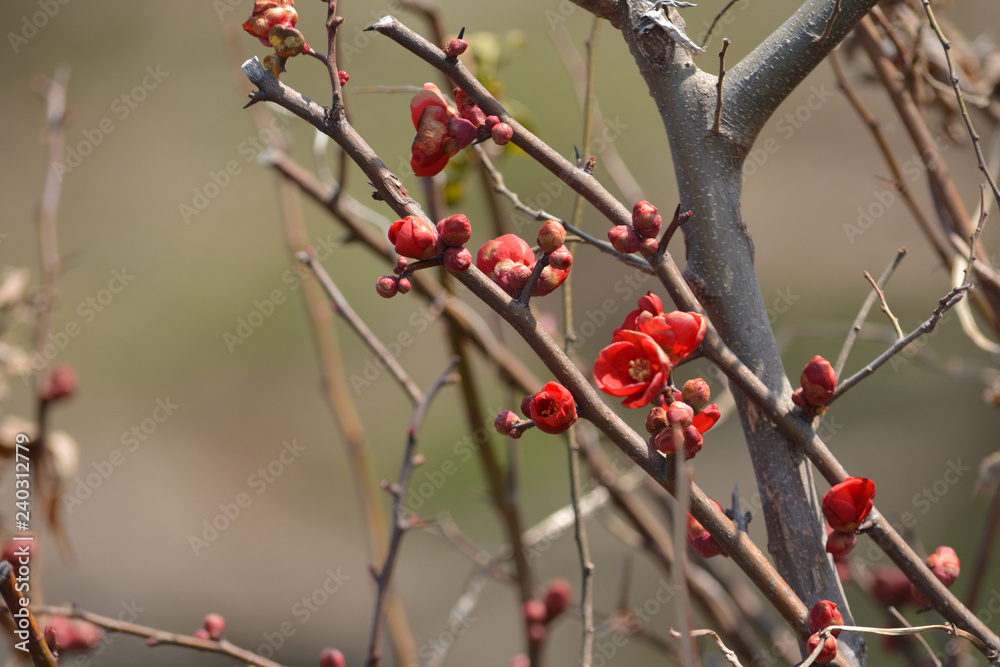 ボケの花
ボケの花