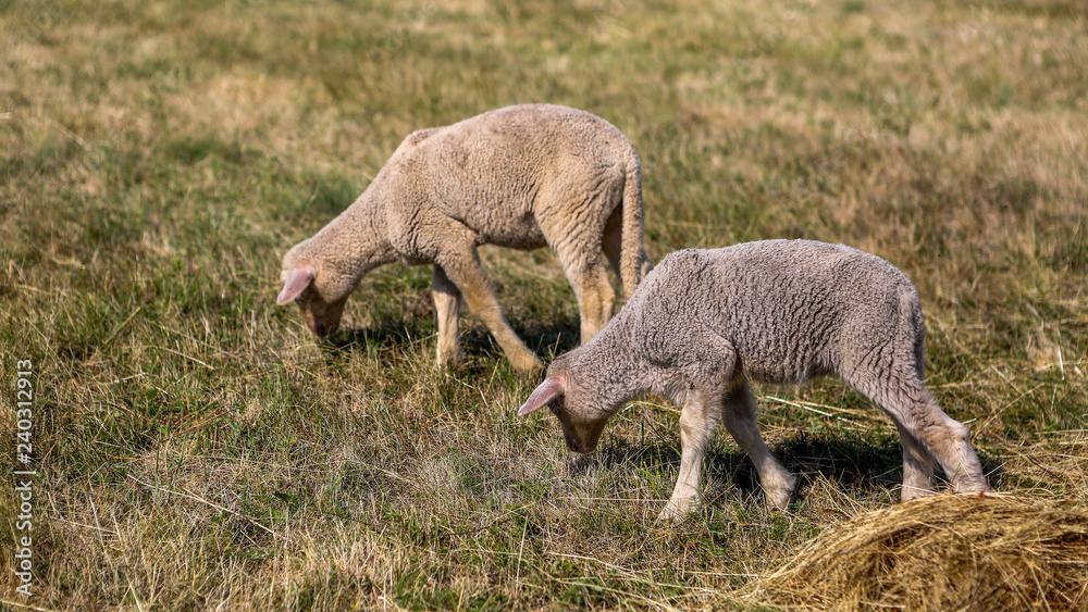 Serbian sheep eating green healthy grass on the mounting Zlatibor Serbian sheep eating green healthy grass on the mounting Zlatibor