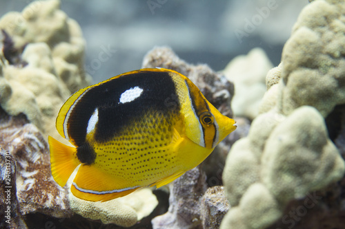 Fourspot Butterflyfish on Coral Reef photo