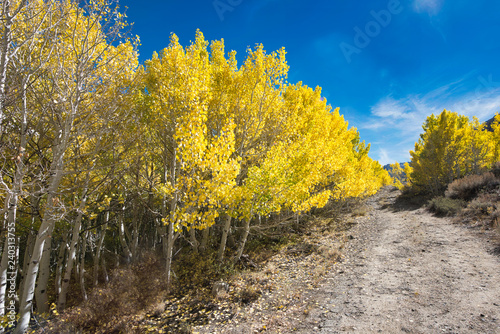 Slika na platnu Fall color in Eastern Sierra