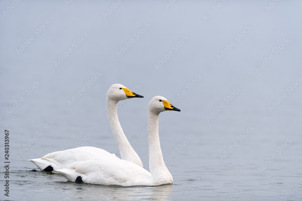 Obraz premium dwa pływające łabędzie krzykliwe