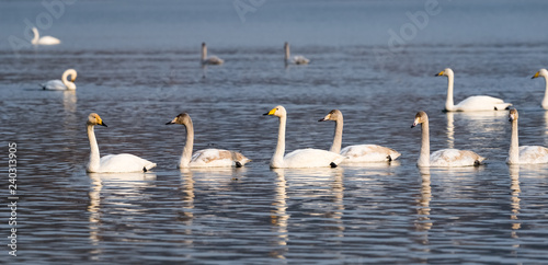 whooper swans in lake