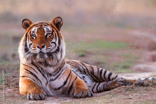 Tiger male resting in the last light in Tiger Canyons Game Reserve in South Africa