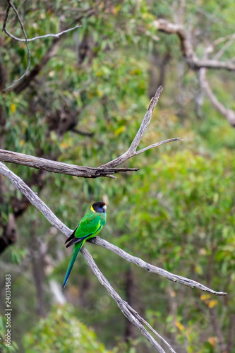 Australian ringneck parrot on the tree photo