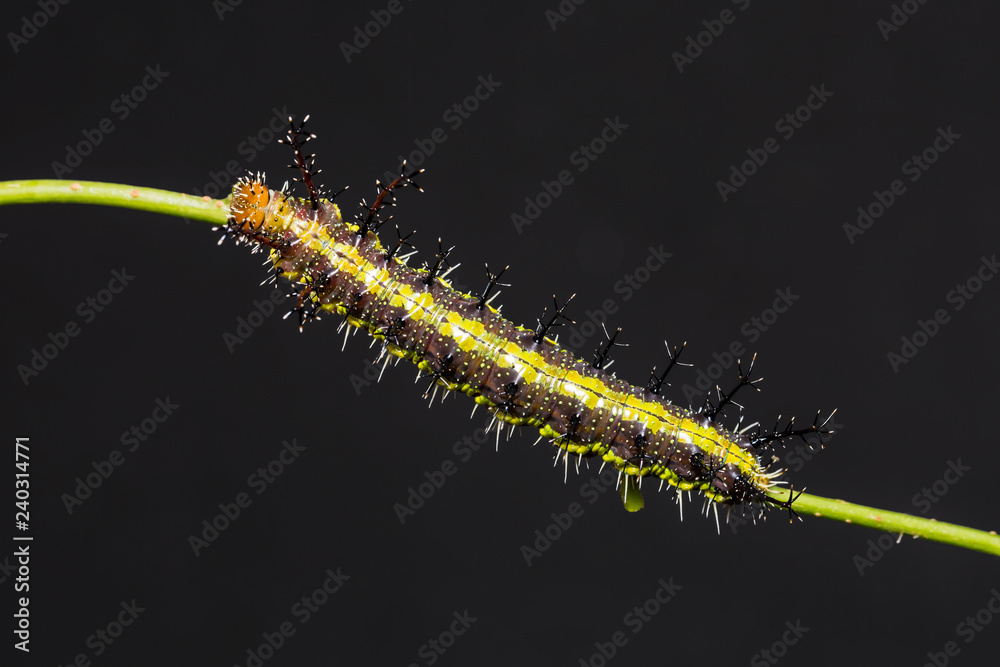 Fototapeta premium Clipper (Parthenos sylvia) caterpillar