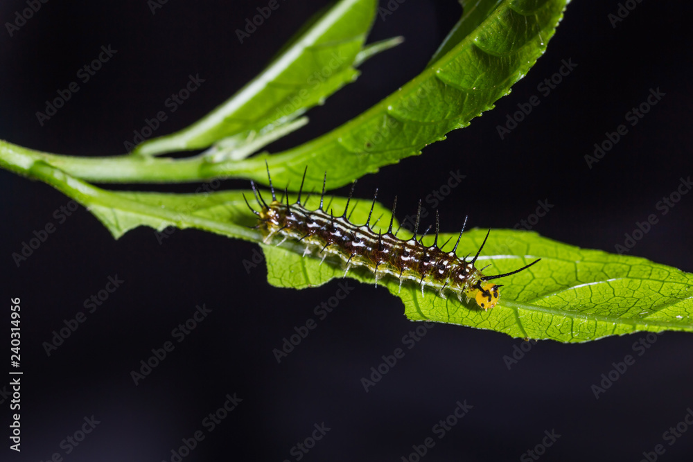 Royal Assyrian (Terinos terpander) caterpillar Royal Assyrian (Terinos terpander) caterpillar