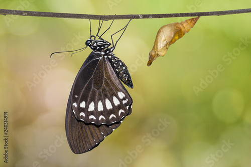 Burmese Raven or Siamese Raven (Papilio mahadeva, Papilio castor mahadeva) butterfly