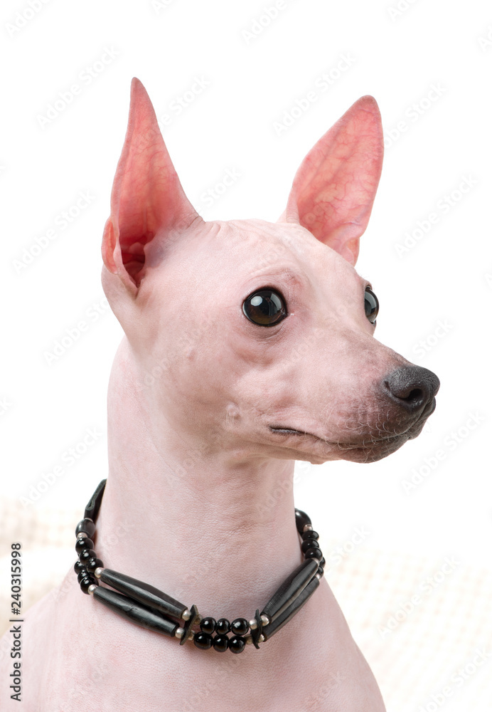 American Hairless Terrier dog  portrait close-up with native indian choker isolated on white background
