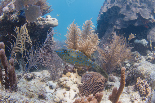 Scrawled Filefish in Florida Keys photo