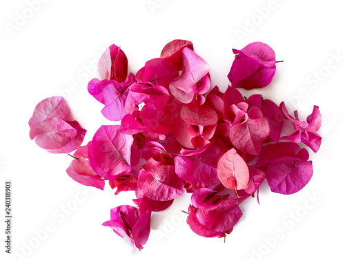 Isolated of red pink bougainvillea  red flowers  disperse pink red Bougainvillea flower on white background  pink blossom bouquet isolated