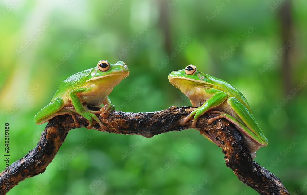 Naklejka premium frog,frogs,dumpy,
