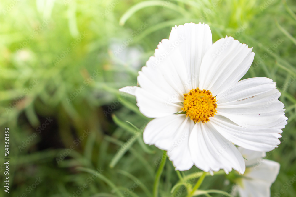 Obraz premium daisy in the grass