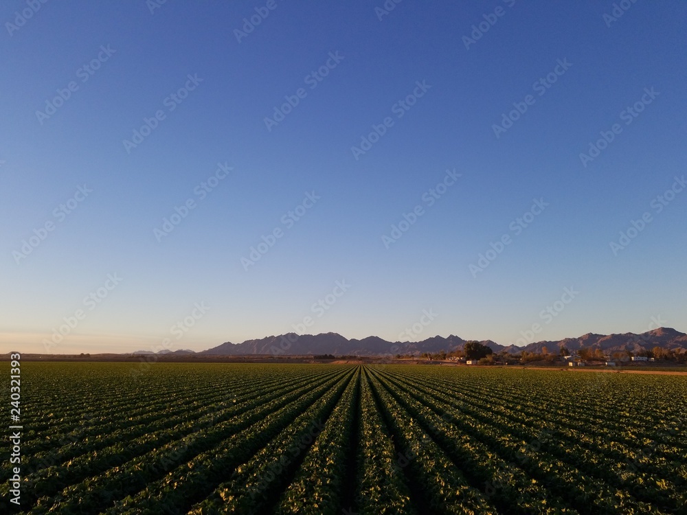 Desert Crops with Mountains on Horizon III