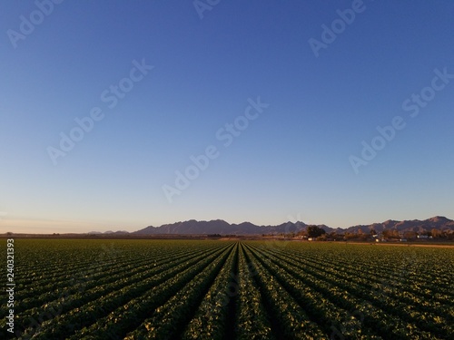 Desert Crops with Mountains on Horizon III