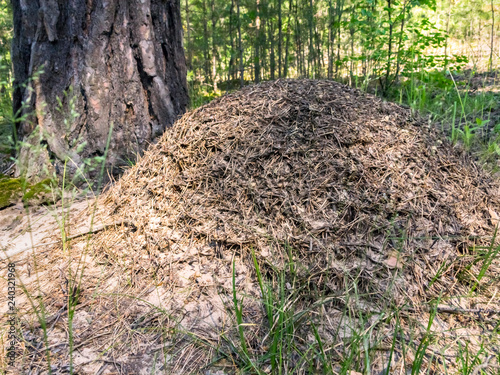 An Anthill near a Pine Tree in the Woods on a Sunny Summer Day.