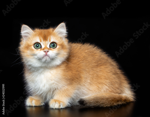 British cat isolated on Black Background in studio