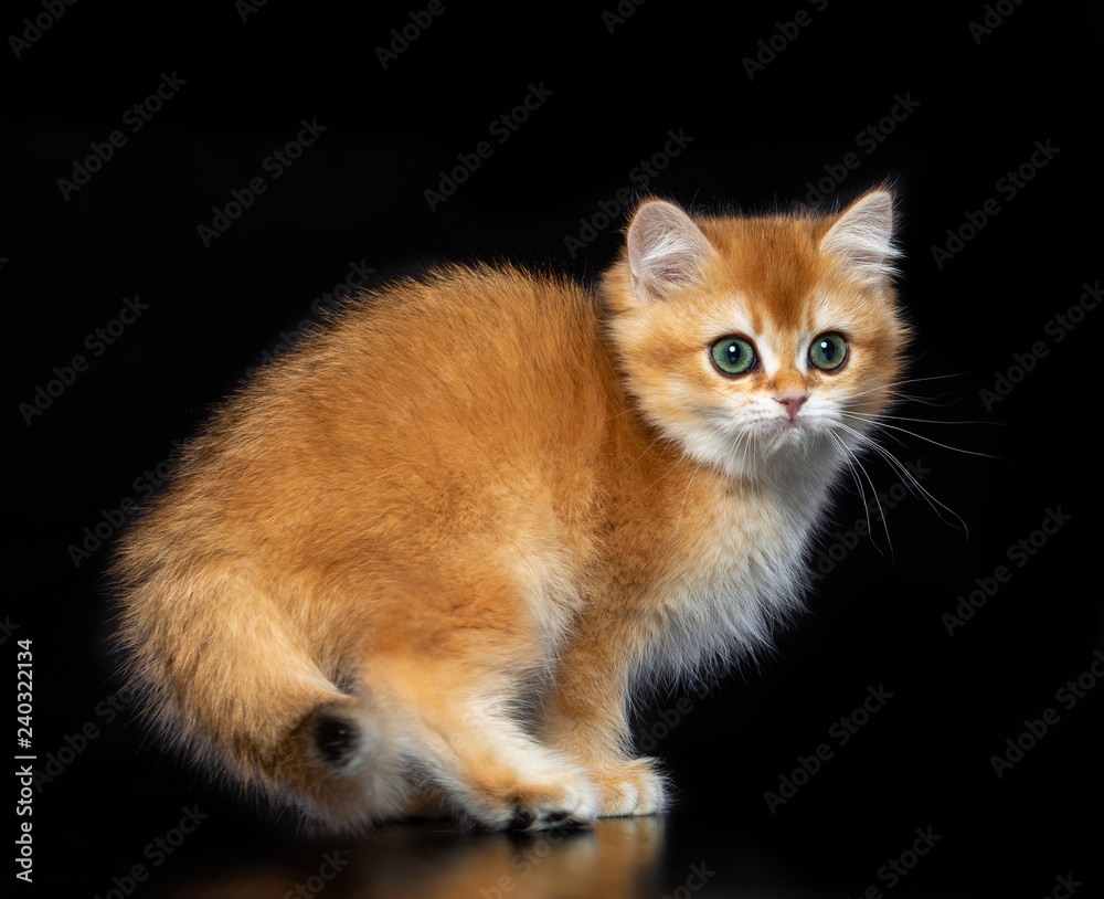 British cat isolated on Black Background in studio British cat isolated on Black Background in studio