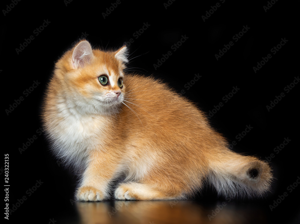 British cat isolated on Black Background in studio