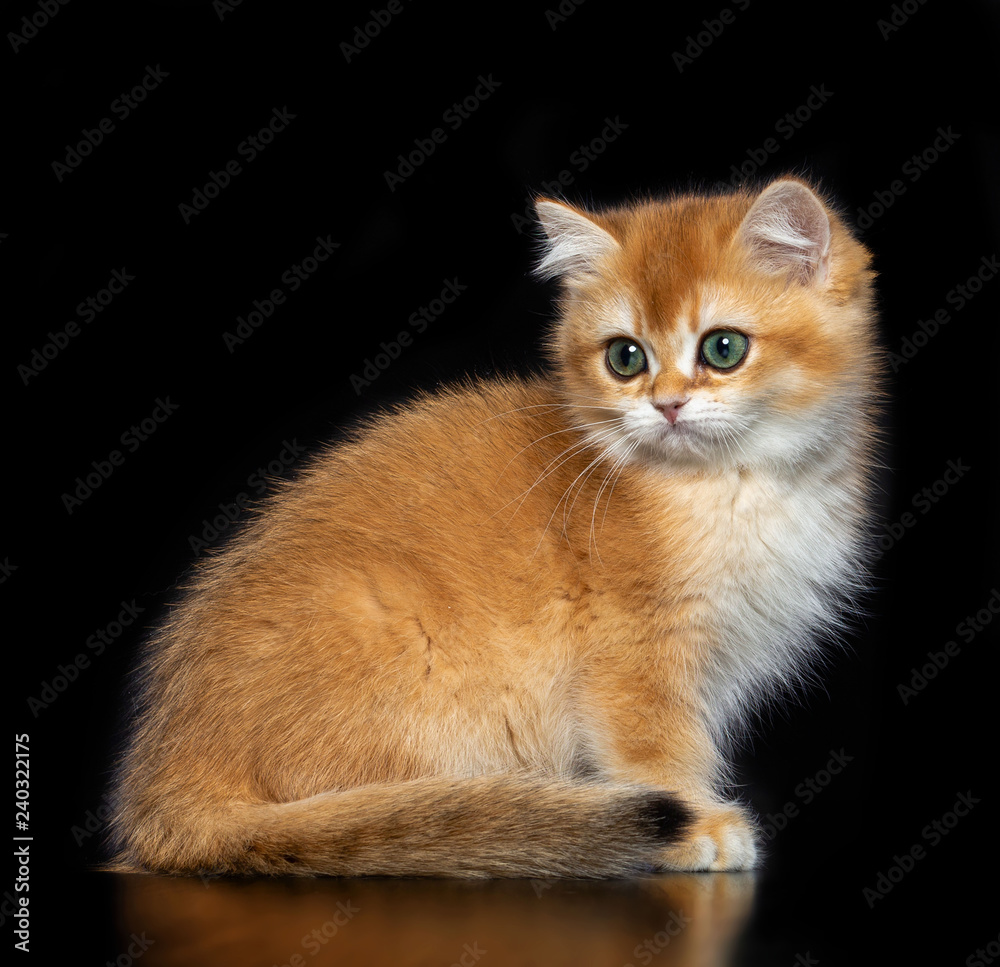 British cat isolated on Black Background in studio British cat isolated on Black Background in studio