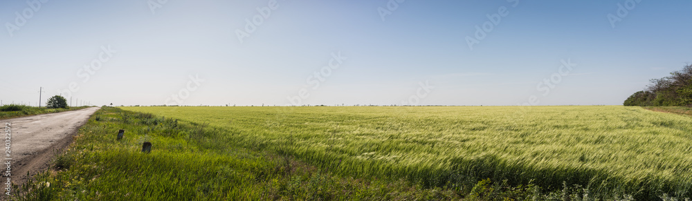 Panoramic view. Green wheat field and road over blue sky background