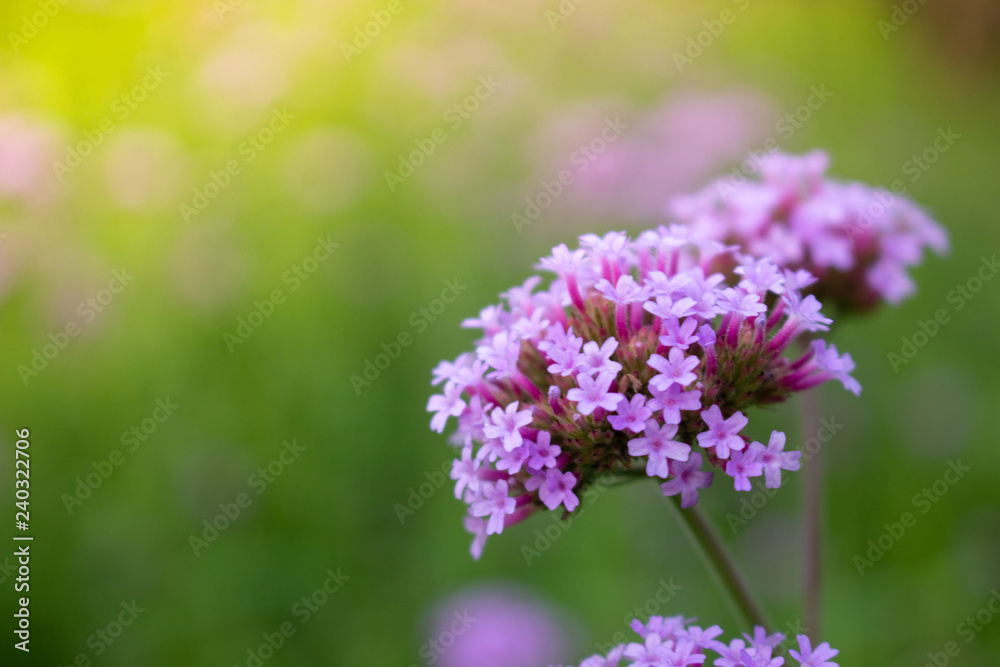 purple flowers in the garden purple flowers in the garden