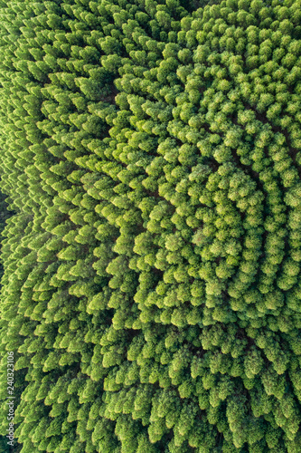 Aerial top view of summer green trees in forest © Bob