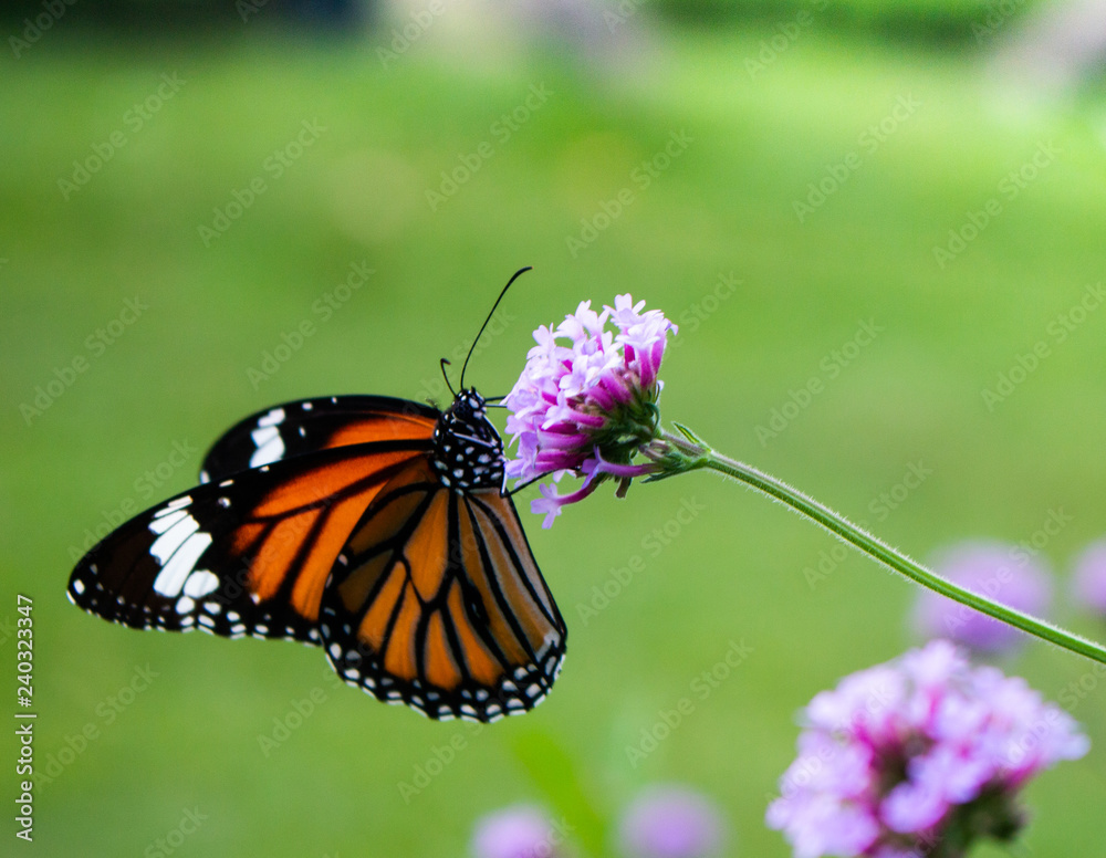 butterfly on a flower butterfly on a flower